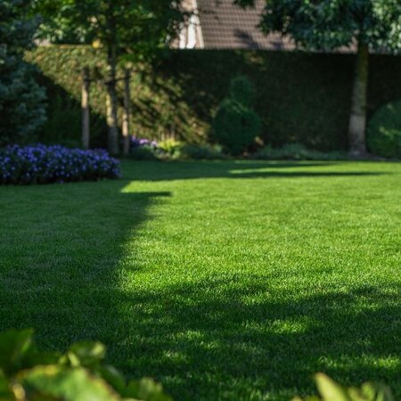 Masterline DLF Shade & Ornamental - 7.5 kg - 300m² - The No. 1 in Grass Seed - Graszaadselect.com