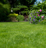 Masterline DLF Schatten & Zier - 7,5 kg - 300 m² - Die Nr. 1 für Grassamen - Graszaadselect.de