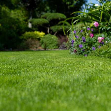 Masterline DLF Schaduw & Sier - 7,5 kg - 300m² - De Nr. 1 In Graszaad - Graszaadselect.nl