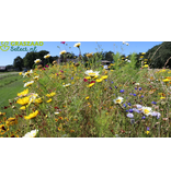 Garden Select Field Edge Flowery 1, einjährig - 2 kg für 1.250 m² - Gemischte Blumensamen - Garden Select