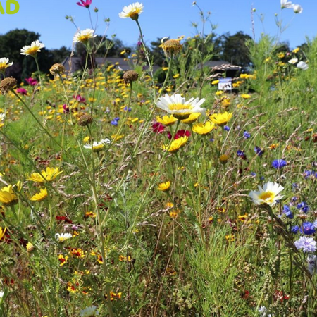 Garden Select Field Edge Flowery 1, einjährig - 2 kg für 1.250 m² - Gemischte Blumensamen - Garden Select