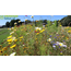 Garden Select Field Edge Flowery 1, Annual - 2 kg for 1,250 m² - Mixed Flower Seeds - Garden Select
