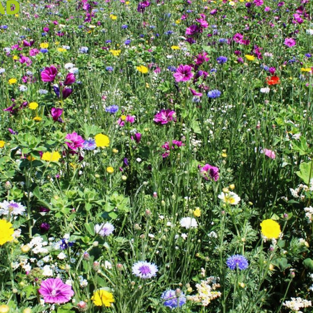 Garden Select Field Edge Flowery 1, einjährig - 2 kg für 1.250 m² - Gemischte Blumensamen - Garden Select