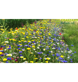 Garden Select Field Edge Flowery 1, einjährig - 2 kg für 1.250 m² - Gemischte Blumensamen - Garden Select