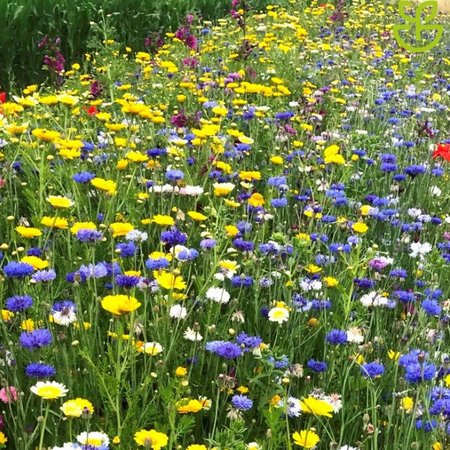 Garden Select Field Edge Flowery 1, einjährig - 2 kg für 1.250 m² - Gemischte Blumensamen - Garden Select