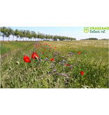 Garden Select Field Edge Flowery 2 - Perennial - Mixed Flower Seeds - Graszaadselect.nl