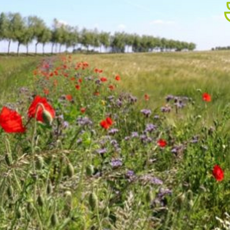 Garden Select Akkerrand Bloemrijk 2 - Meerjarig - Gemengde Bloemzaden - Graszaadselect.nl