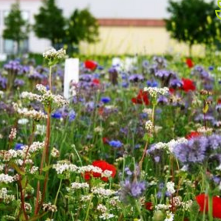 Garden Select Field Edge Flowery 2 - Perennial - Mixed Flower Seeds - Graszaadselect.nl