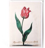 Doble tarjeta, Tulpa Cenida, Van Swanenburch Doble tarjeta, Tulpa Cenida, Van Swanenburch