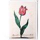 Dubbele kaart, Tulpa Cenida, Van Swanenburch