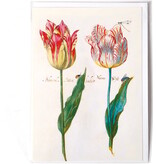 Doppelkarte, vier Tulpen mit Insekten, Marrel