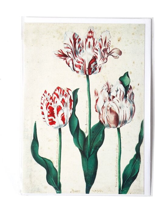 Card, Three Tulips, Artist Unknown