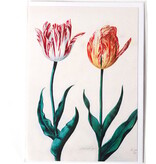 Doppelkarte, zwei Tulpen, Van Swanenburch