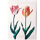Card, Two Tulips, Van Swanenburch