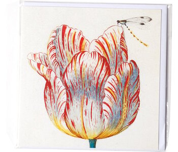 Dubbele kaart, Wit met rode tulp met insect, Marrel