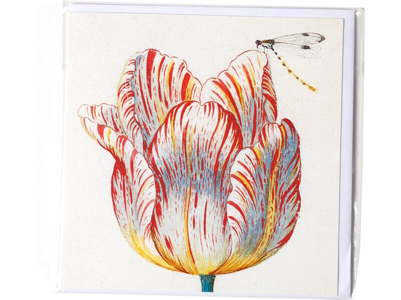 Dubbele kaart, Wit met rode tulp met insect, Marrel