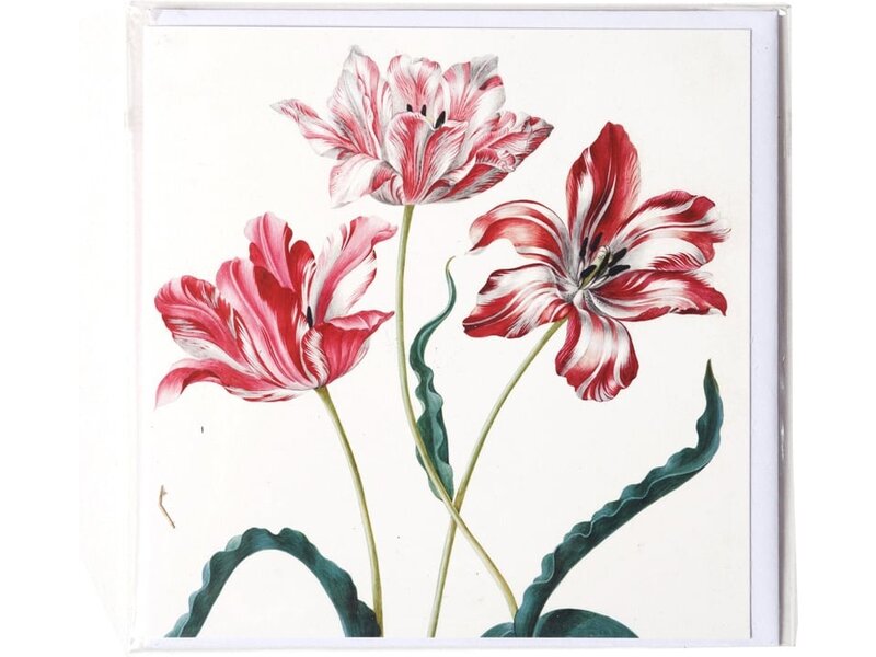 Doble tarjeta, Tres tulipanes, Merian, Colección Teylers