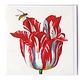 Double carte, Blanc avec tulipe rouge avec insecte (abeille), Marrel