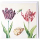 Card, Two Tulips, Shell and Insect (cricket), Marrel