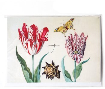 Dubbele kaart, Twee tulpen met schelp en vlinder, Marrel