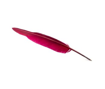 Schreibfeder, Aubergine