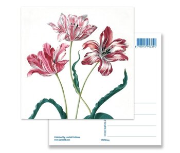 Postal, Tres tulipanes, Merian