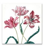 Postcard, Three Tulips, Merian