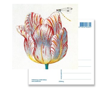 Ansichtkaart, Witte tulp met Insect, Marrel