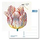 Ansichtkaart, Witte tulp met Insect, Marrel