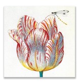 Carte postale, Tulipe blanche avec insecte, Marrel Carte postale, Tulipe blanche avec insecte, Marrel