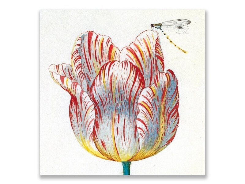 Ansichtkaart, Witte tulp met Insect, Marrel