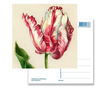 Postal, loro tulipán, Ksenia