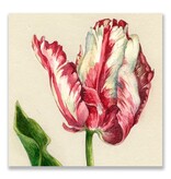 Postal, loro tulipán, Ksenia Postal, loro tulipán, Ksenia