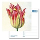 Postkarte, Gelb mit roter Tulpe, Marrel