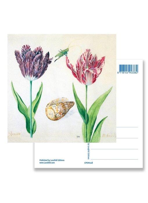 Postkarte, Tulpen, Muschel und Insekten. Marrel