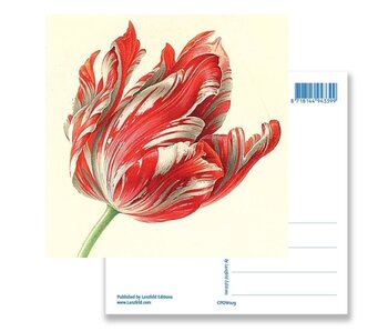 Postal, Tulipán (detalle), Henstenburgh