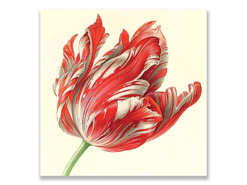 Postcard, Tulip (detail), Henstenburgh  (Teylers)
