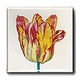 Kühlschrankmagnet, rot-gelbe Tulpe, Marrel