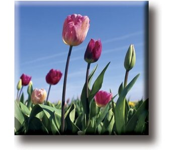 Imán de nevera, campo con tulipanes, foto