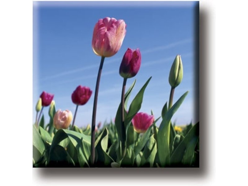 Fridge magnet, Field with tulips, photo