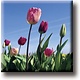 Imán de nevera, campo con tulipanes, foto