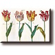 Kühlschrankmagnet, vier Tulpen mit Insekten, Marrel