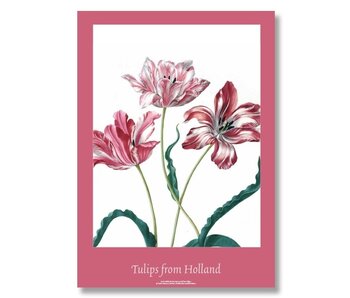 Plakat, 50x70, Merian, drei Tulpen