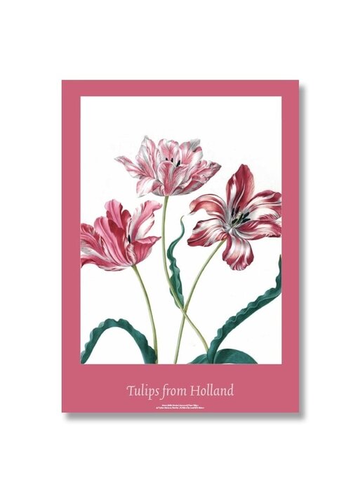 Poster , 50x70, Merian, Drei Tulpen