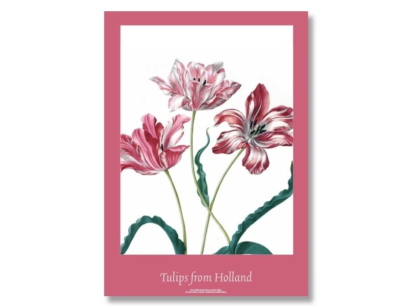 Plakat, 50x70, Merian, drei Tulpen