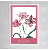 Plakat, 50x70, Merian, drei Tulpen