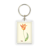 Schlüsselbund, Tulpe mit Schnecke