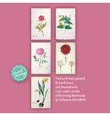 Kartenmappe,  Botanische Schönheit