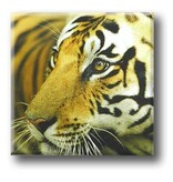 Fridge Magnet, Tiger