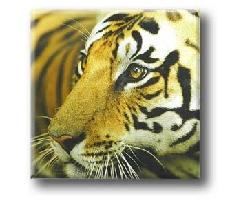 Imán de nevera, tigre